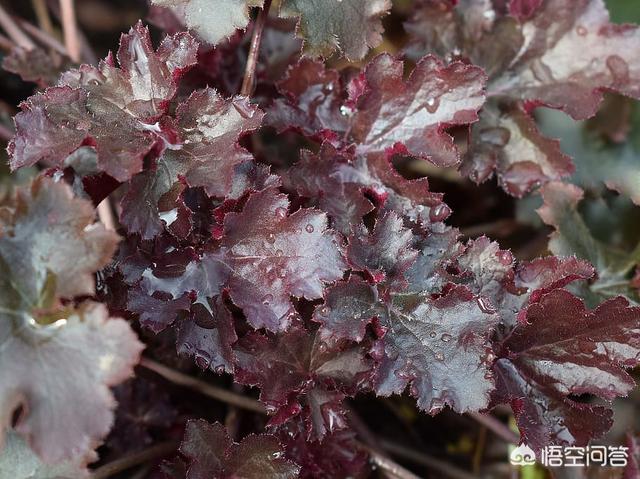 北方耐寒观赏花树(北方耐寒观赏花树花期长)