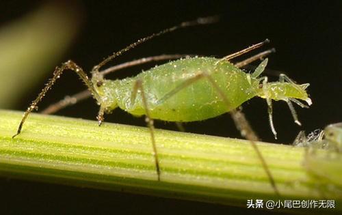 牙虫图片_牙虫图片100张