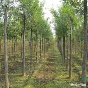 湖北国槐价格_国槐价格报价参考表