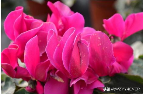 仙客来种子如何种植_仙客来种子种植方法和注意事项