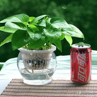 绿萝水培怎么养_绿萝水培怎么养才能更爆满盆