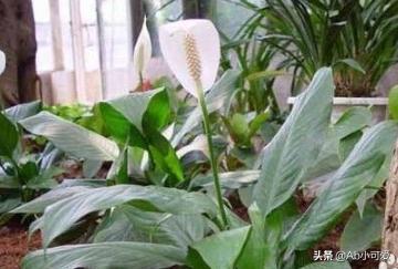 一帆风顺花养殖方法_一帆风顺花养殖方法怎么浇水