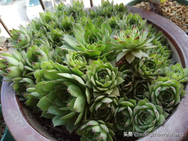 观音莲怎么养成老桩_观音莲怎么养爆盆蹭蹭长爆盆