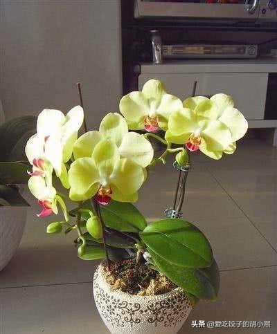 蝴蝶兰开花后要如何养护管理