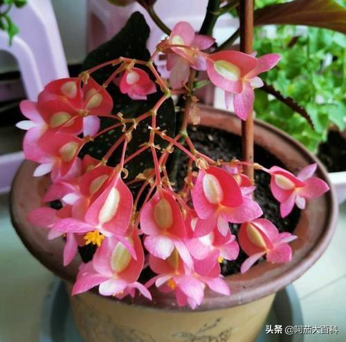 竹节海棠的扦插方法和注意事项