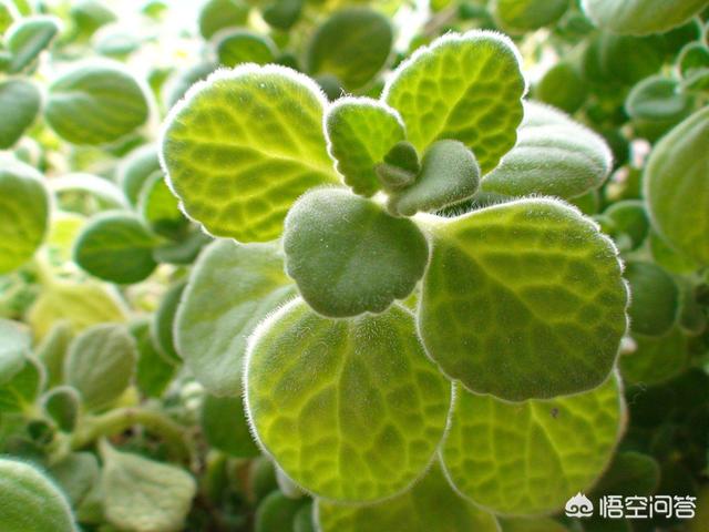 碰碰香老桩盆景造型_碰碰香盆栽的功效与作用