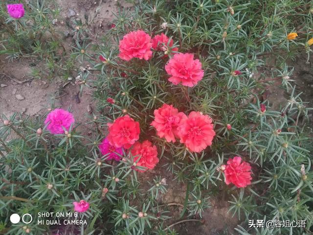 太阳花幼苗图片_太阳花幼苗图片高清