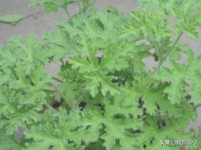 驱蚊的植物有哪几种_驱蚊植物最厉害第一名