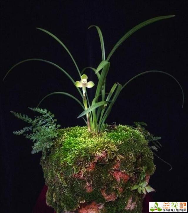 兰花 图片_兰花图片真实照片