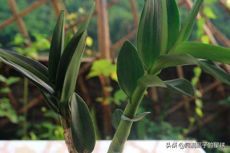 石斛兰图片养殖方法_石斛兰百度百科