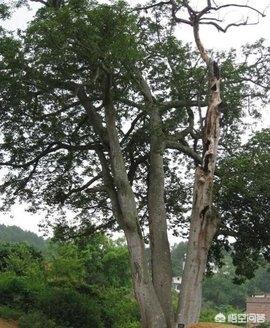 十大剧毒植物_十大剧毒植物照片