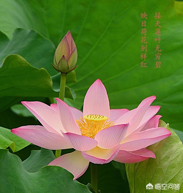 荷花是花中什么地位_荷花是什么之花