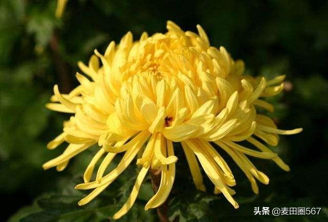 菊花的品质和精神_菊花的品质和精神让你联想到什么人