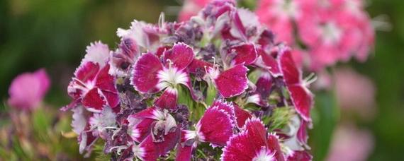 白色石竹花的花语_日本石竹花白色 花语