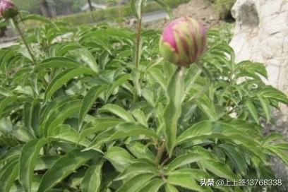 干芍药花的功效与作用_干芍药花的禁忌