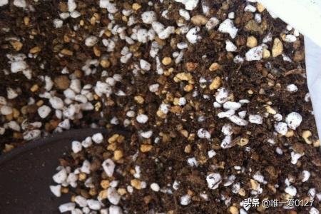 多肉植物营养土怎么配_多肉营养土自己怎么配