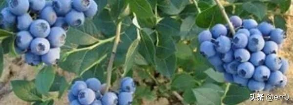 蓝莓用什么土种植最好_蓝莓需要什么土栽最好了
