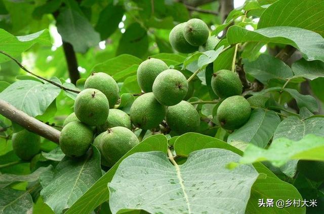 核桃树病虫害防治_核桃树病虫害防治时间表