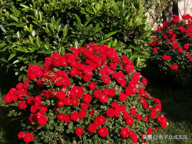 送9朵玫瑰是什么意思_送九朵玫瑰花