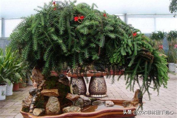 澳洲杉图片_澳洲杉图片及价格