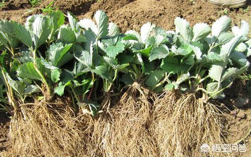 草莓苗幼苗图片_草莓苗图解