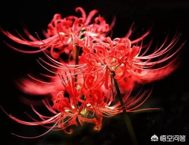 彼岸花纹身图案男_彼岸花纹身的含义男