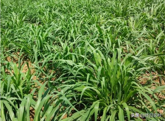 牧草种子哪种产量高_牧草种子哪种产量高耐寒