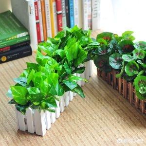 绿萝多久浇一次水（夏季绿萝多久浇一次水）