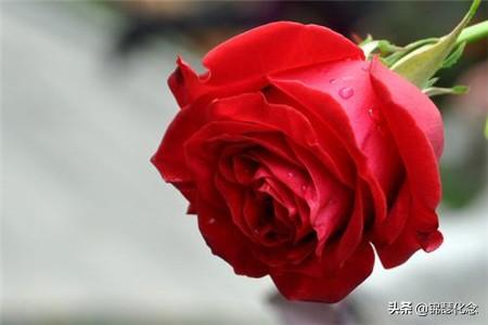 多少朵玫瑰花代表我爱你_多少朵玫瑰代表爱情