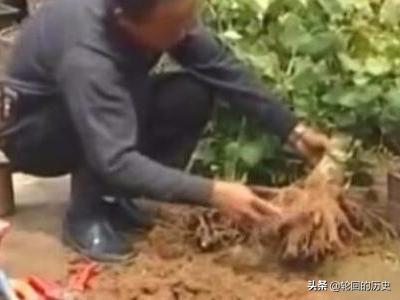 银杏盆景制作视频_银杏盆景制作方法