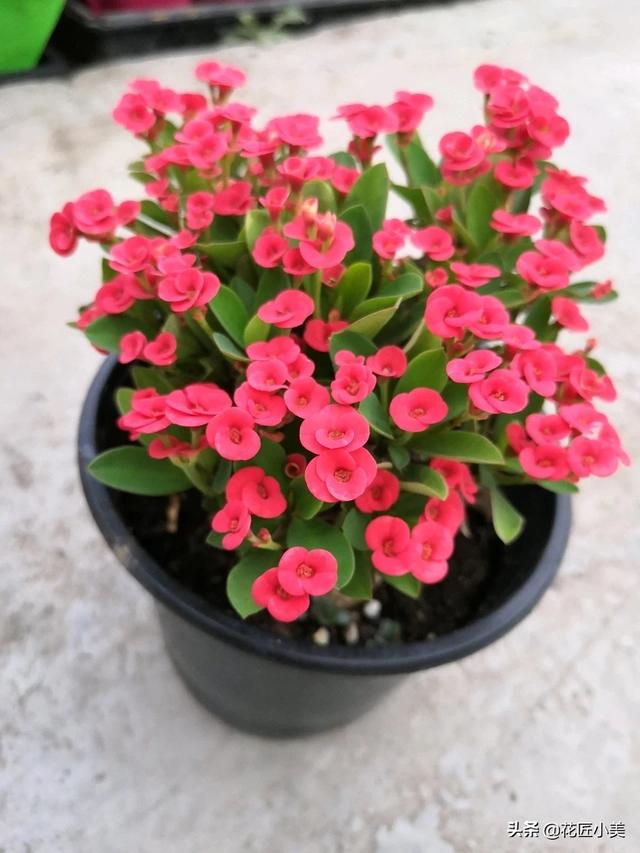 100种漂亮的花_100种漂亮的花视频