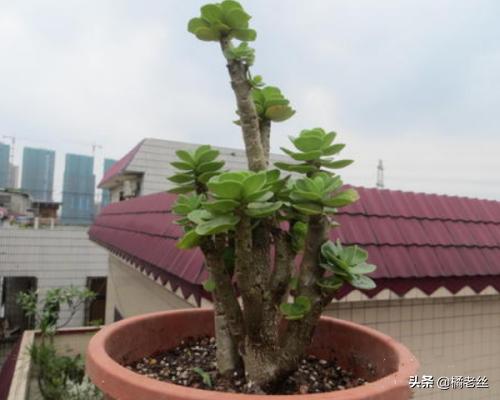 金钱木老桩的养殖方法_金钱木老桩盆景图片