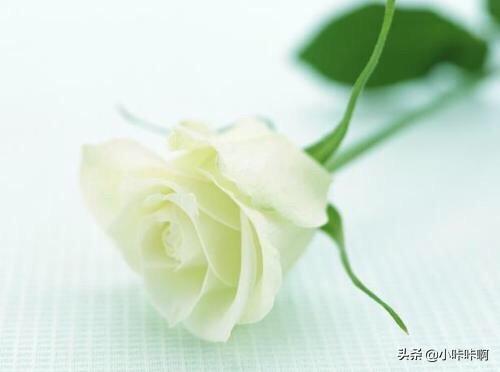 送白玫瑰应该说什么_送白玫瑰的花语