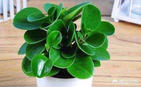 碧玉怎么养的能大一些_碧玉怎么养 盆栽