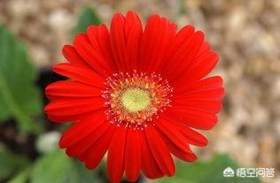 送男异性朋友什么花合适（送男异性朋友什么礼物合适）