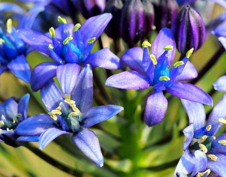 蓝钟花(蓝钟花又叫什么)