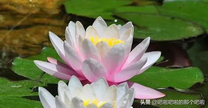 植物传播种子有哪些方式