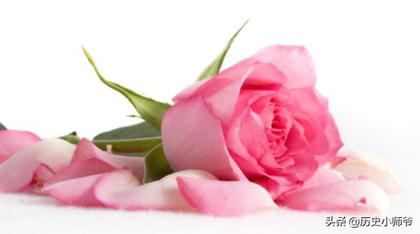 66支玫瑰代表什么(66朵玫瑰代表什么意思有多大)