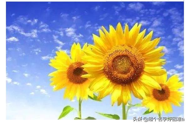 向日葵花语图片唯美（向曰葵花语带字图片）