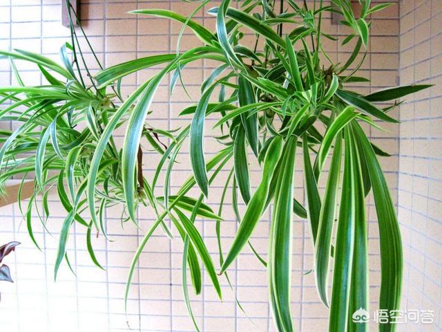 吊兰施什么肥才能更旺盛(吊兰花施什么肥最好)