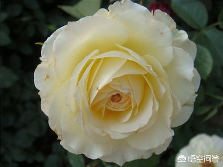 月季花图片大全大图 简单漂亮