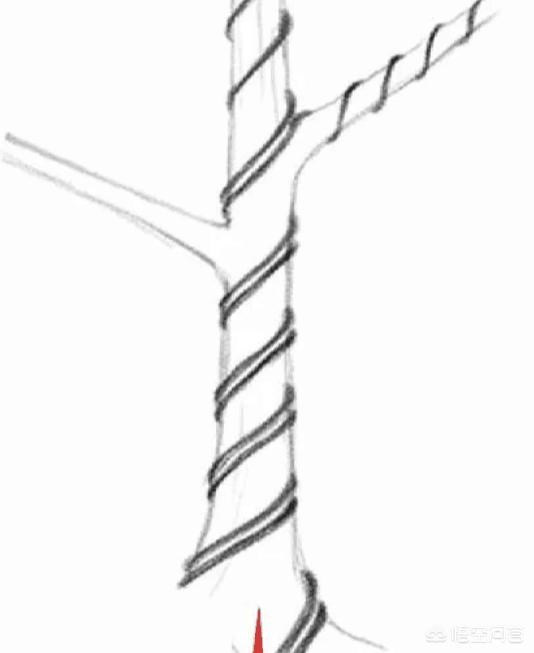 罗汉松盆景批发_罗汉松素材批发