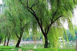 柳树的描写优美句子（柳树的描写优美句子拟人）