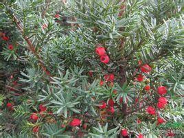 正宗野生红豆杉图片(野生红豆杉盆景图片)