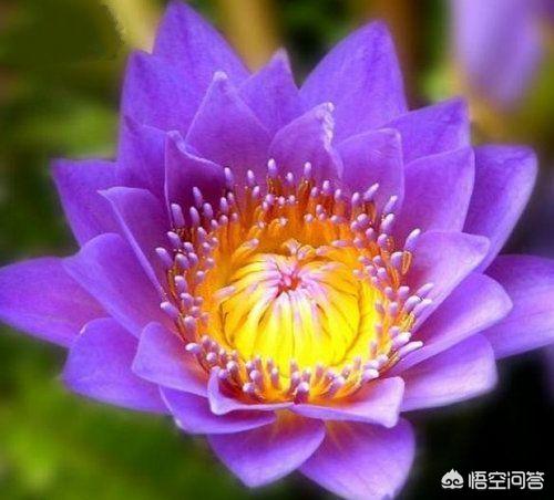 12世界上最稀有的花(全世界最稀有的花)