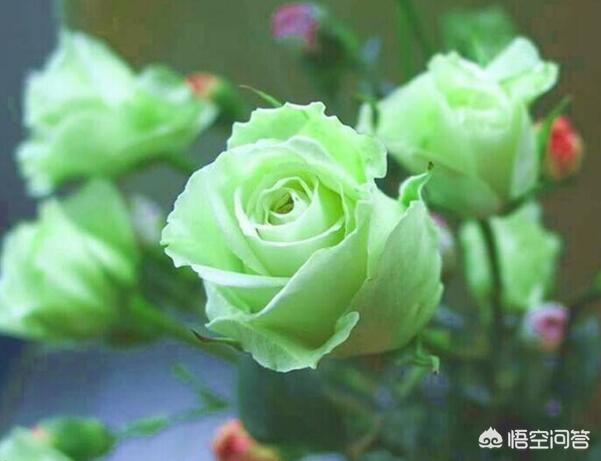 一朵玫瑰多少钱平常价格(一朵玫瑰的价格)