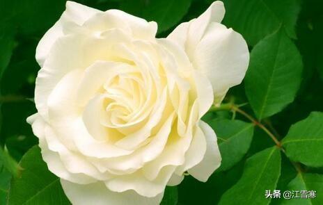 白玫瑰歌词解析_白玫瑰歌词解析图