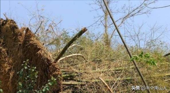 十大生命力强的草（生命力最强的草是什么草）