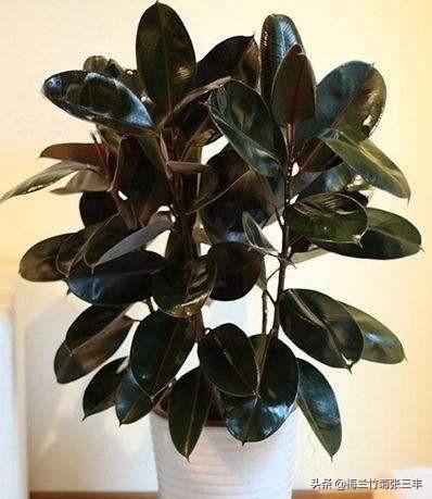 橡皮树扦插方法图解法(橡皮树扦插过程图)