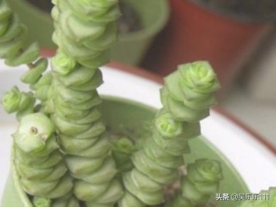 钱串子的养殖方法图_钱串子的养殖方法和注意事项有哪些